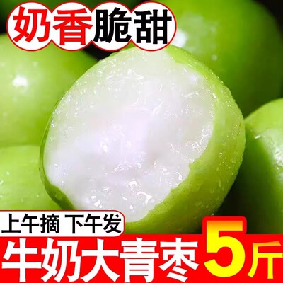 福建牛奶贵妃枣大青枣新鲜水果当季整箱包邮大蜜枣冬枣苹果枣5斤