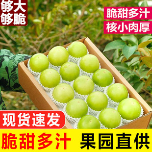 福建牛奶大青枣现摘应当季水果脆甜枣大果枣子冬枣新鲜水果整箱10