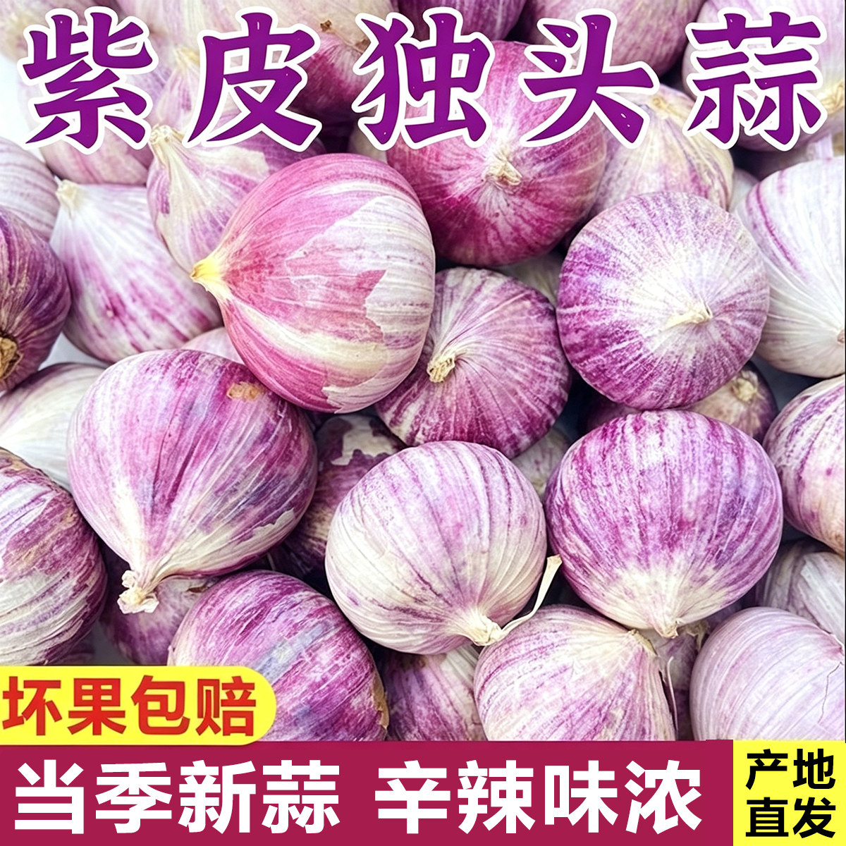 紫皮独头头蒜干蒜云南全干独头蒜农家精选大蒜优质糖蒜现挖圆头蒜