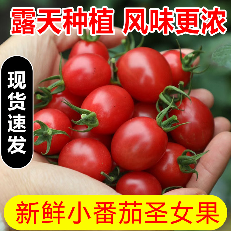 漳州新鲜小番茄自然熟圣女果非千禧樱桃酸甜西红柿水果应当季现摘,水产肉类/新鲜蔬果/熟食,番茄,淘宝优惠券,粉丝福利购,淘宝优惠卷