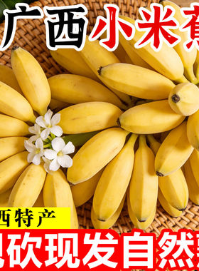 广西小米蕉超值3斤整箱包邮！