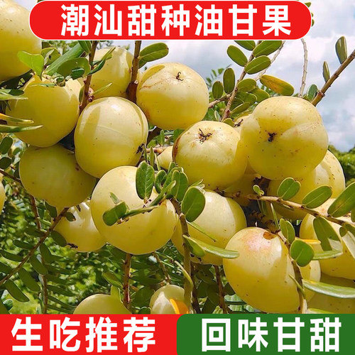潮汕普宁甜油柑王甜油甘新鲜油柑果牛甘果余甘果柿饼生吃鲜果水果