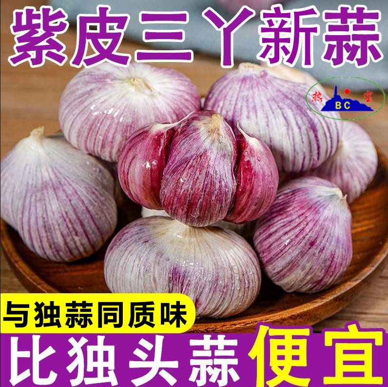云南三丫蒜紫皮三瓣蒜新鲜大蒜精品产地直发小香蒜现挖新蒜新蒜头