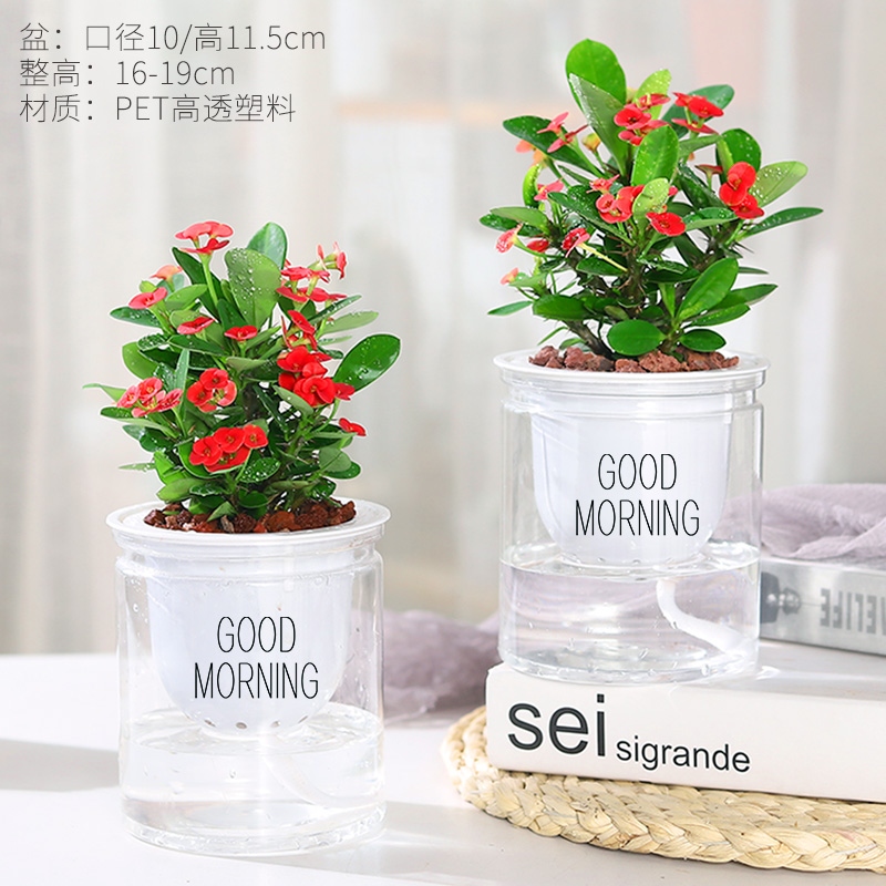 阳台花卉易活植物虎刺梅