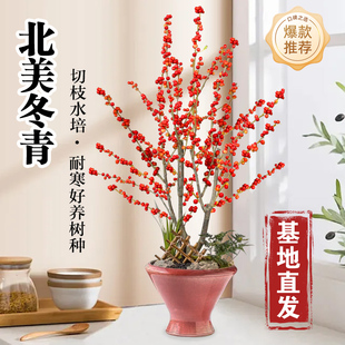 进口北美冬青盆栽带红果送公树年宵花真鲜花耐寒花卉北美冬青树苗