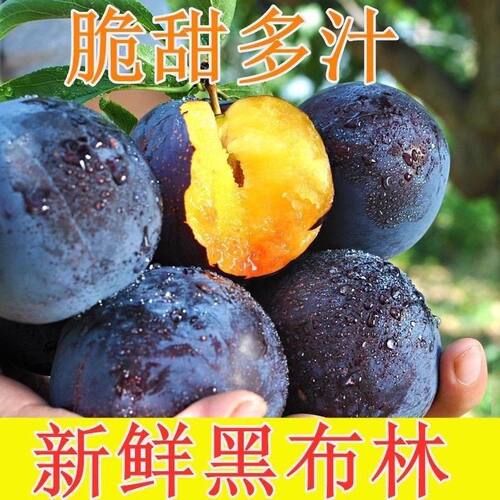 正宗黑布林李子新鲜现摘