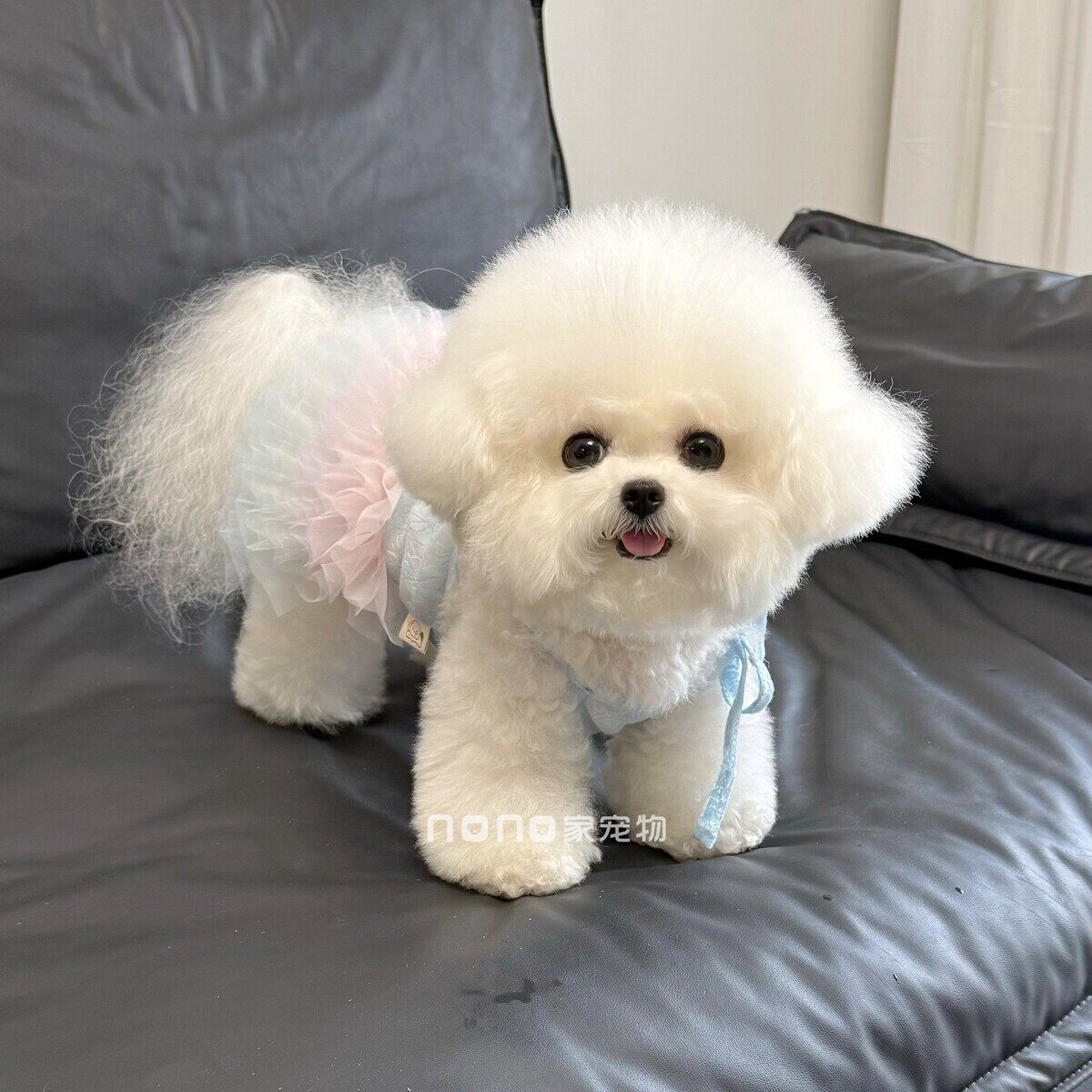 狗狗衣服春夏薄款蕾丝渐层裙摆芭蕾裙公主蓬蓬裙宠物泰迪比熊猫咪