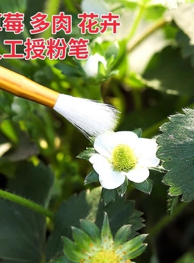 人工授粉笔授粉器草莓多肉西红柿无花果树授粉神器花粉点花授粉刷