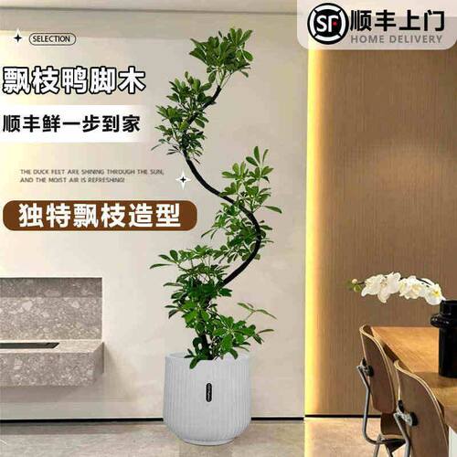 造型鸭脚木客厅大盆栽鸭掌木鹅掌柴室内落地大型绿植吉祥真花植物