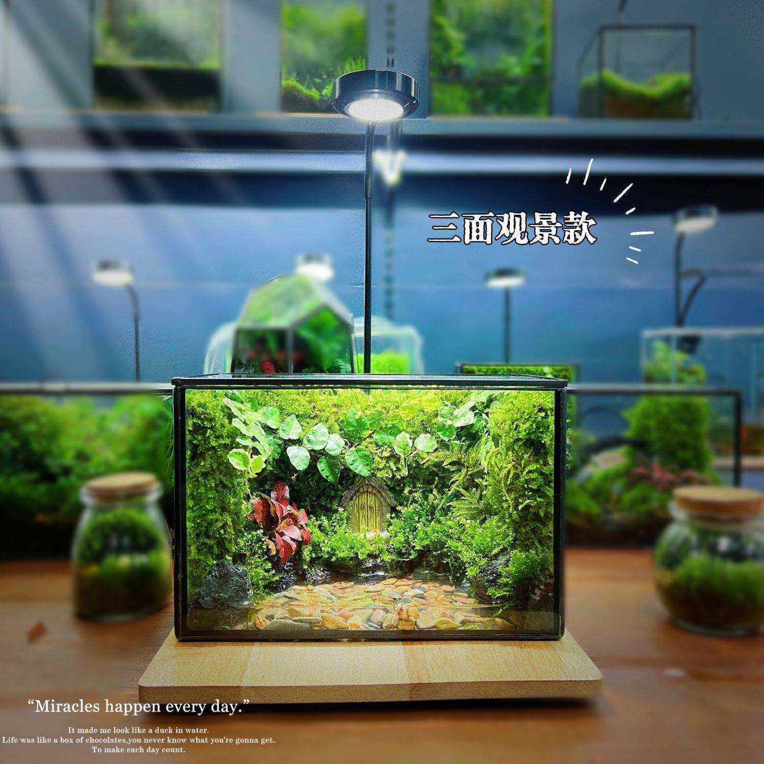 G5U苔藓微景观生态桌面养宠物雨林缸生态瓶懒人好养打理成品