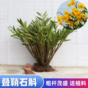 叠鞘石斛黄橙石斛黄草裸根按苗夹江石斛苗盆栽兰花苗绿植阳台盆栽