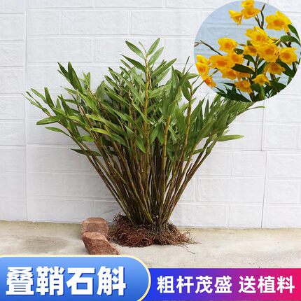 叠鞘石斛黄橙石斛黄草裸根按苗夹江石斛苗盆栽兰花苗绿植阳台盆栽