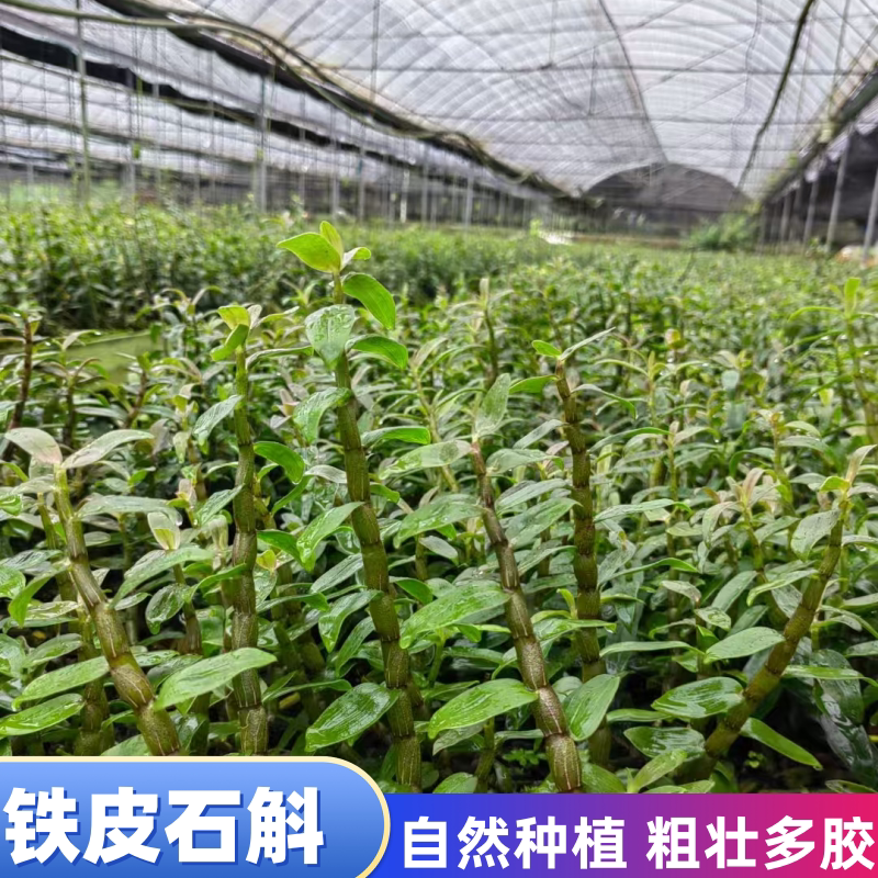蓓莅粗杆铁皮石斛苗可食用鲜条