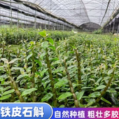 粗杆铁皮石斛苗枝条肥壮精选铁皮 中药材 枫斗室内盆栽可食用鲜条