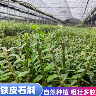 粗杆铁皮石斛苗枝条肥壮精选铁皮 枫斗室内盆栽可食用鲜条 中药材