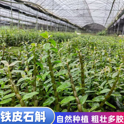 粗杆铁皮石斛苗枝条肥壮精选铁皮 枫斗室内盆栽可食用鲜条 中药材