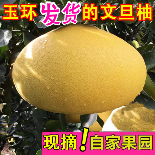 玉环文旦特产大果