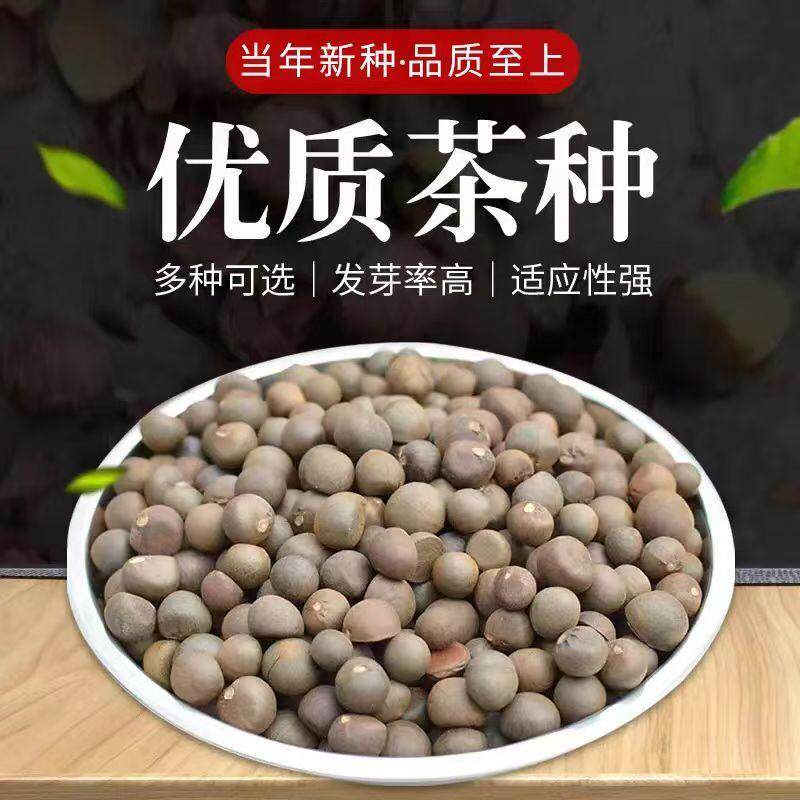 新采茶叶种子茶树籽正宗绿茶特早茶龙井铁观音白茶普洱茶茶树种子