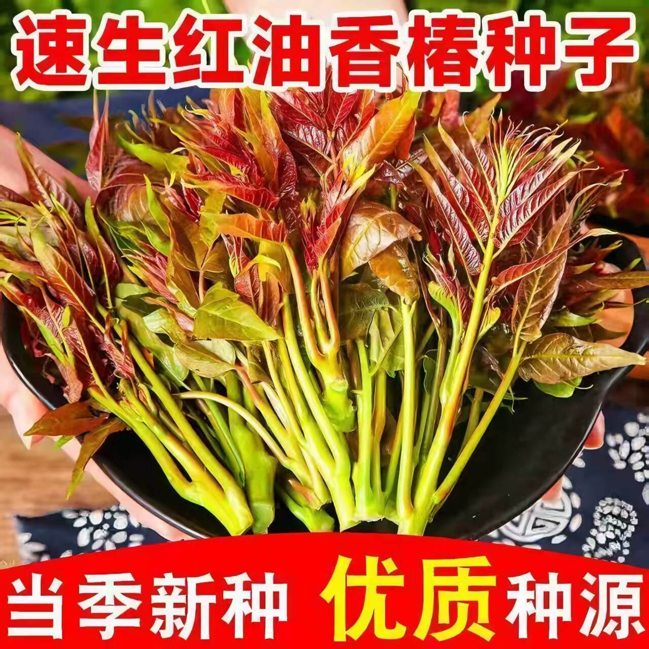 正宗红油香椿种子四季盆栽速生红叶香春嫩芽苗蔬菜种子香椿树种籽