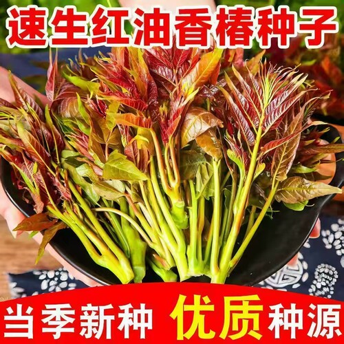 红油香椿新鲜种子易活四季速生