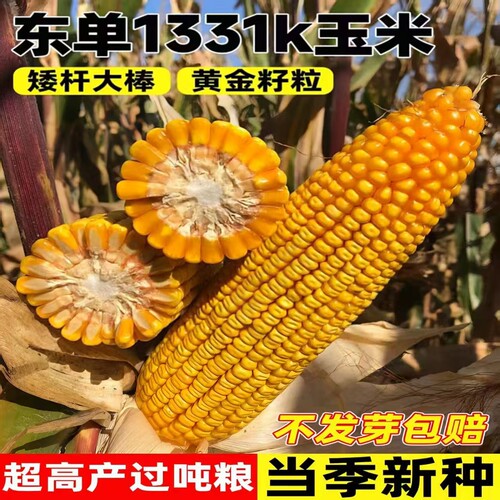 东单1331高产玉米种子抗病抗倒