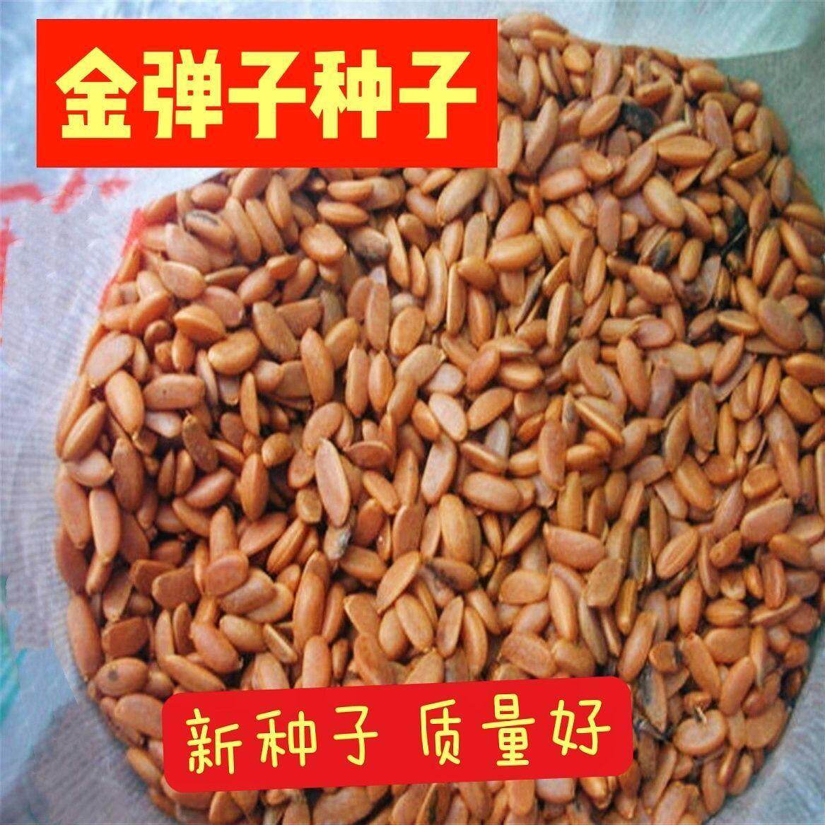 新采金弹子种子鸡血红老鸦柿种子家庭园艺种子