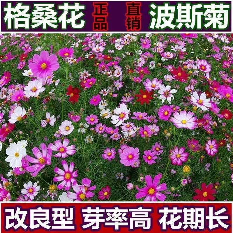 波斯菊花格桑花籽四季播种易活