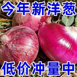云南紫皮水果大洋葱9新鲜斤小洋葱甜味生吃蔬菜不辣红皮大圆葱头