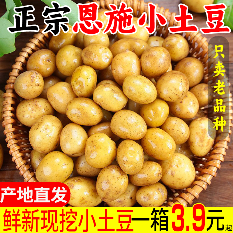 恩施小土豆包邮农家正宗新鲜洋芋迷你黄心湖北马铃薯蔬菜整箱
