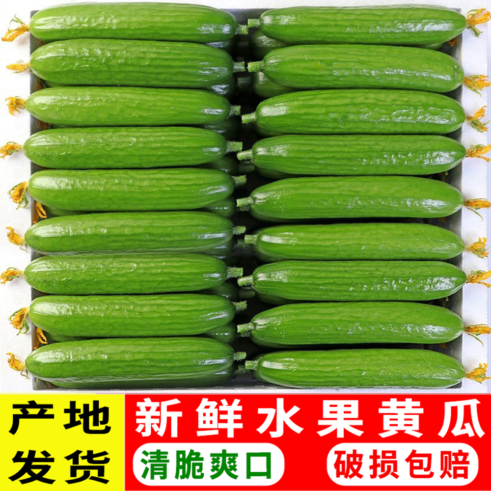 黄瓜新鲜小黄瓜水果小青瓜荷兰蔬菜农家10山东旱生吃5斤现摘现发