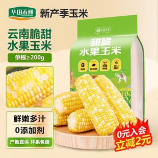 华田禾邦云南水果甜玉米速食低脂代餐玉米段新鲜真空包装玉米棒