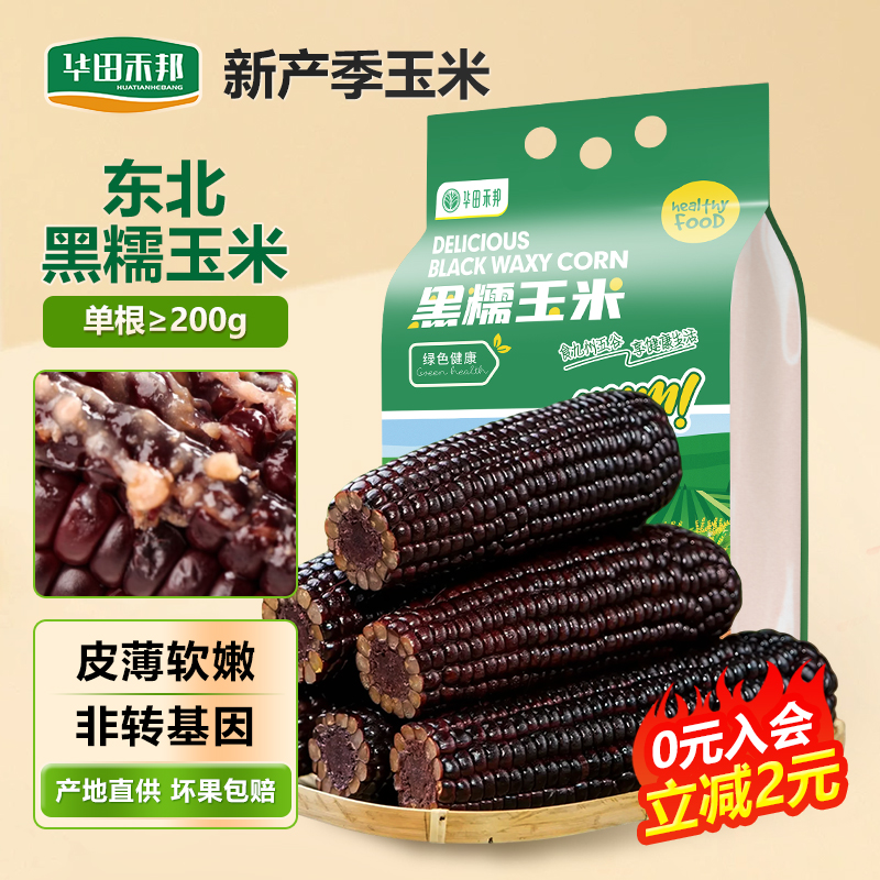 华田禾邦2025年新鲜东北黑糯玉米