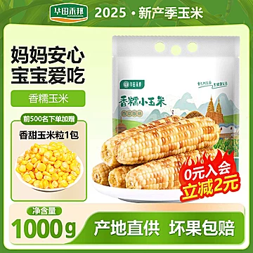 云南西双版纳香糯小玉米25年新鲜花糯玉米