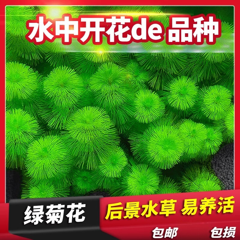 鱼缸水草活体绿菊新手好耐养绿色增氧净化水质阴性九冠水芹蜈蚣草