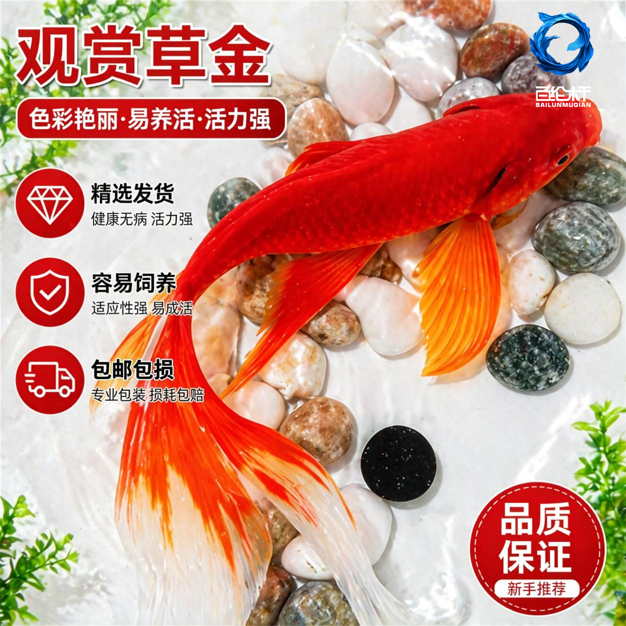 长尾大红草金活体金鱼活鱼锦鲤好养淡水观赏鱼冷水不加温鱼苗