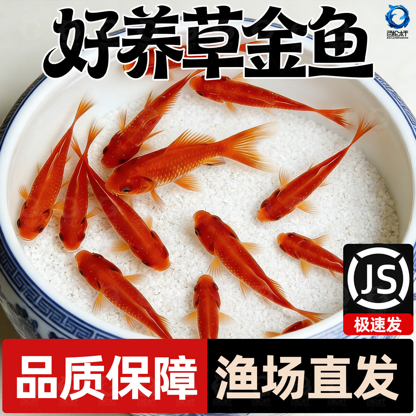 草金鱼好养耐活长尾大红草观赏鱼锦鲤活体冷水鱼淡水鱼金鱼红草鱼,宠物/宠物食品及用品,其它水族宠物,淘宝优惠券,粉丝福利购,淘宝优惠卷