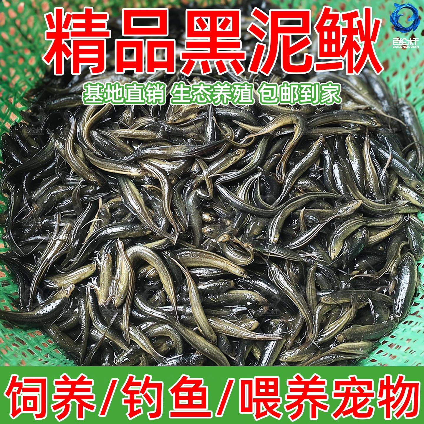 泥鳅苗鲜活喂养宠物钓鱼龙鱼活饵乌龟饲料泥鳅养殖淡水观赏鱼垂钓