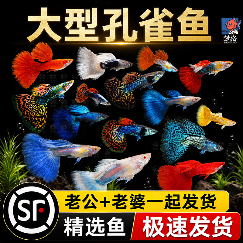 精品孔雀鱼热带纯种活鱼苗淡水小型好养易观赏鱼胎生凤尾鱼灯科鱼