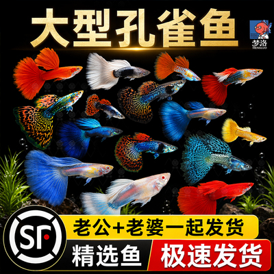 精品孔雀鱼热带纯种活鱼淡水小型好养观赏鱼苗胎生大型凤尾灯科鱼