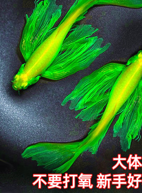 蝶翼斑马鱼长尾长鳍大帆翡翠绿观赏鱼龙凤冷水小型淡水好养小活鱼