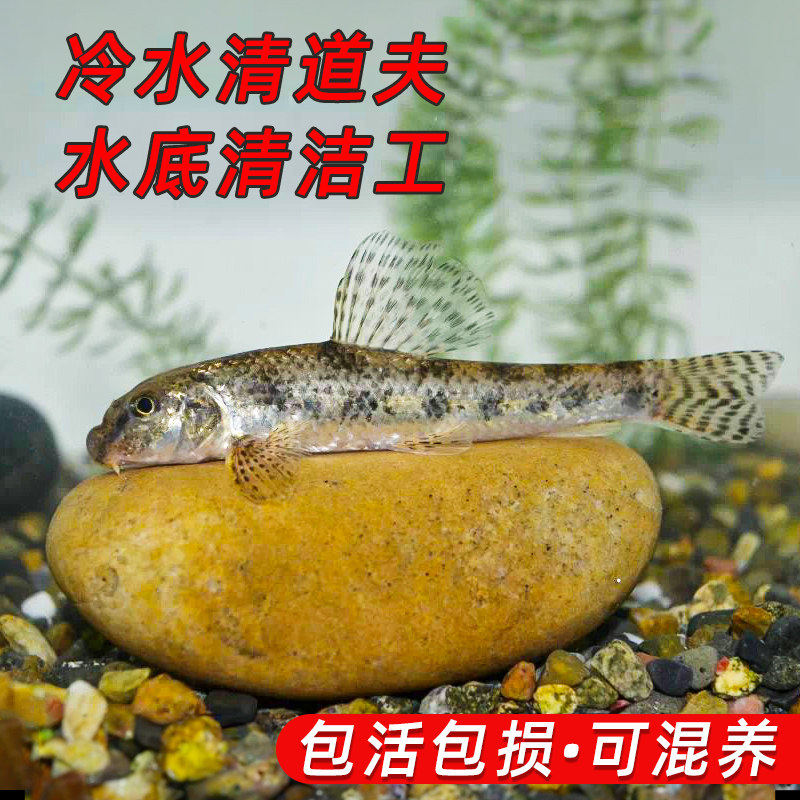 顺丰棒花鱼原生冷水鱼缸清洁鱼吃粪便龟缸清洁鱼除藻鱼似鮈鱼翻沙,宠物/宠物食品及用品,其它水族宠物,淘宝优惠券,粉丝福利购,淘宝优惠卷