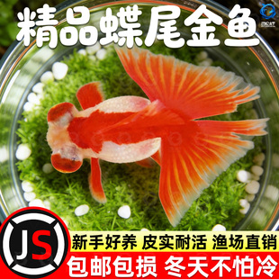 龙睛金鱼冷水观赏鱼大眼黑金鱼苗墨龙睛鱼好养耐活蝶尾金鱼活鱼