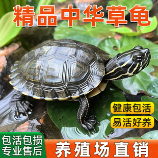 中华草龟小乌龟活体幼苗龟家养观赏龟宠物水龟活物龟墨龟草龟苗花