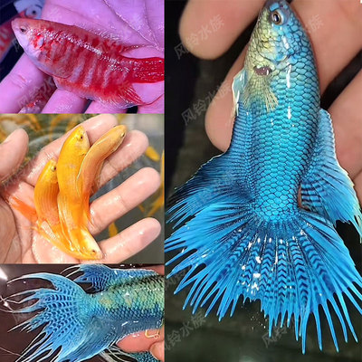 中国斗鱼混养套餐淡水冷水观赏鱼新手小鱼苗不打氧好养耐活自来水