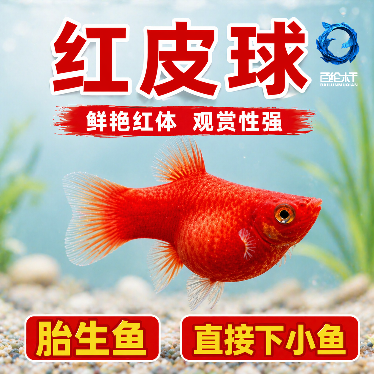 纯种红皮球红太阳球玛丽鱼小型观赏鱼鱼苗胎生鱼热带鱼新手好养鱼