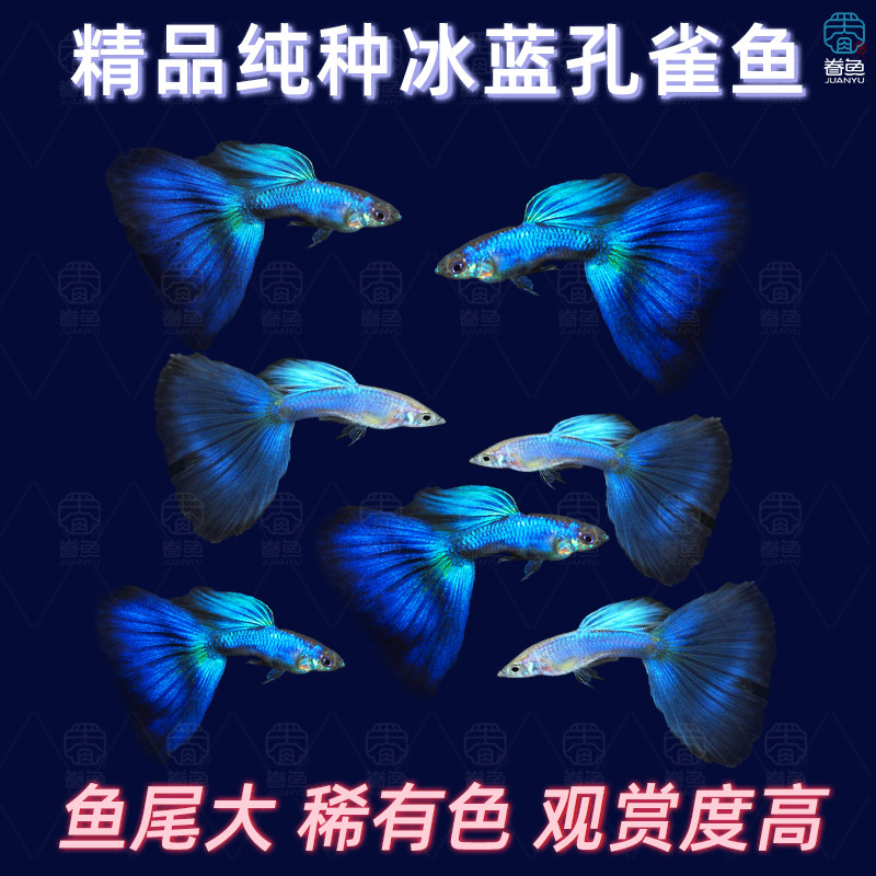 热带鱼纯种冰蓝孔雀鱼小型胎生鱼繁殖怀孕母鱼临产凤尾鱼观赏鱼