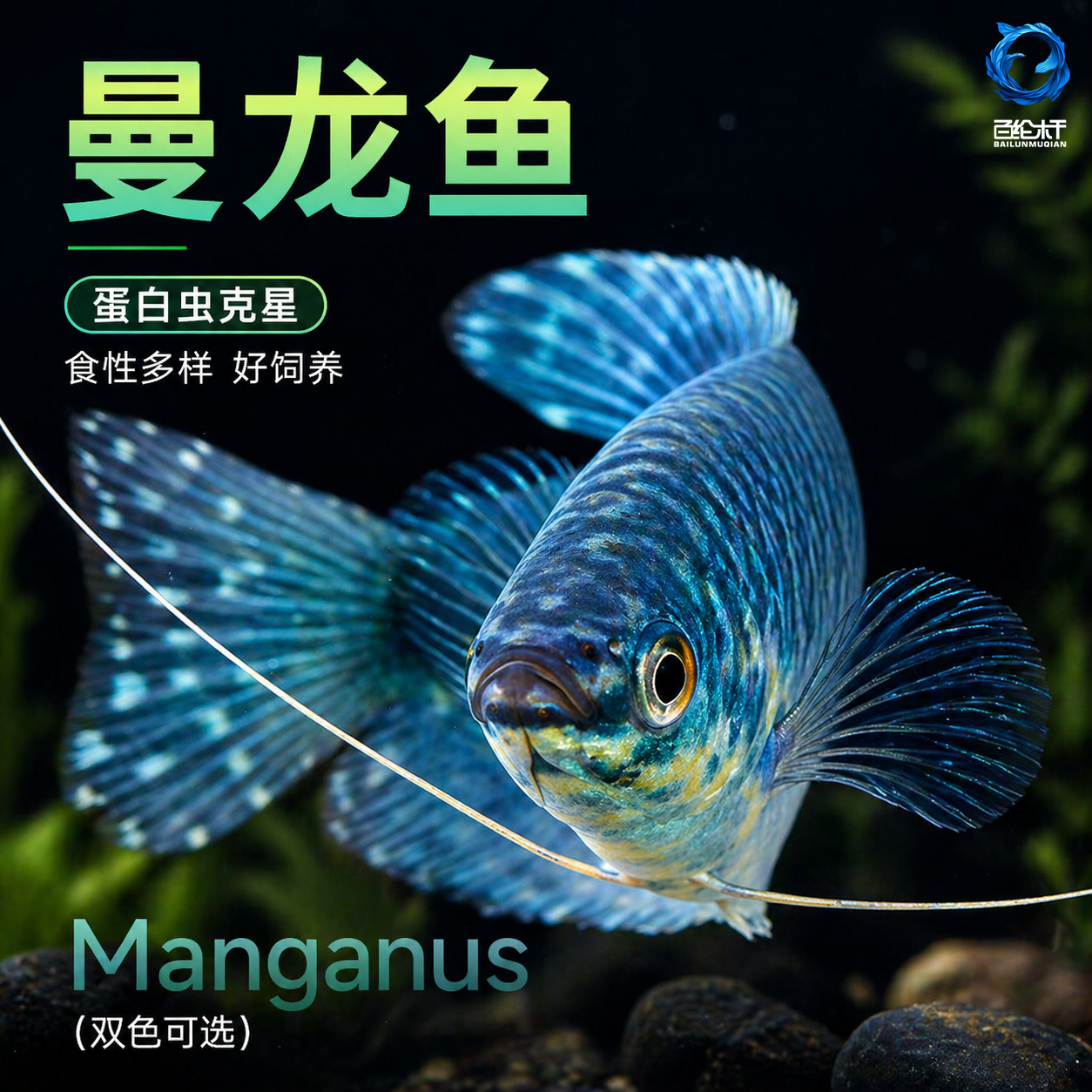 曼龙鱼热带观赏鱼黄曼龙蓝曼龙五彩血丽丽珍珠马甲球活小型淡水鱼