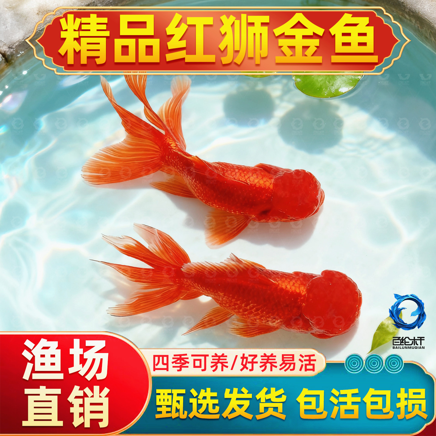 金鱼活鱼冬季冷水观赏鱼鸿运当头红国狮小鱼好养耐活小型淡水鱼苗