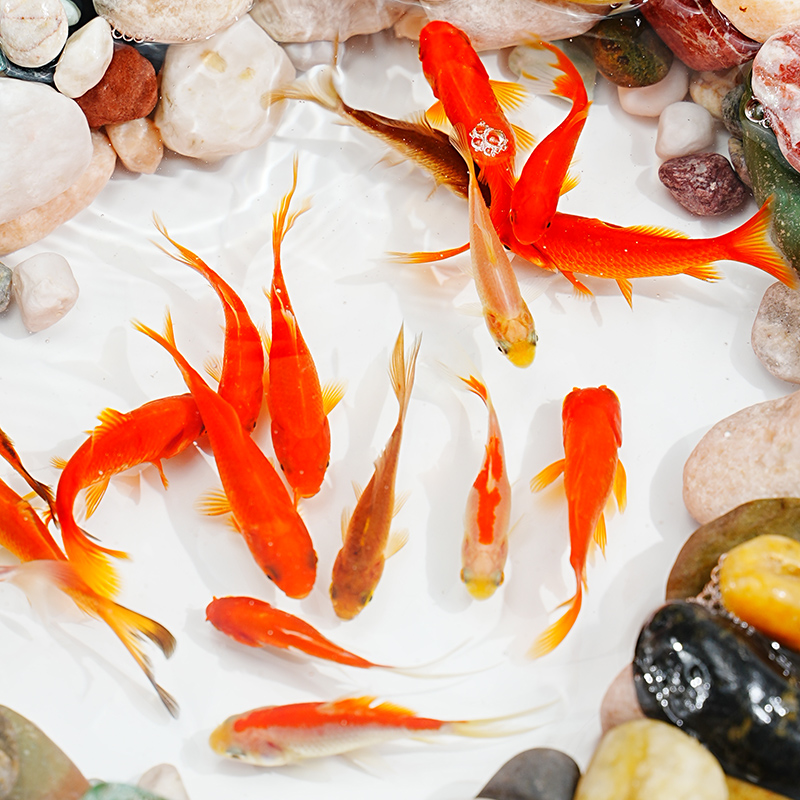 精品冷水草金鱼观赏鱼小型金鱼活鱼锦鲤耐活好养自来淡水饲料鱼苗