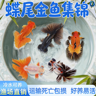 龙睛金鱼冷水观赏鱼大眼黑金鱼苗墨龙睛鱼好养耐活蝶尾金鱼活鱼